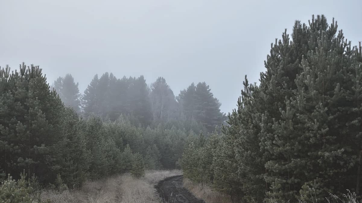 A misty path through a pine forest
